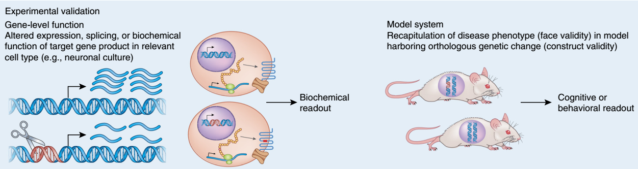 human genetic engineering diagram